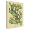 Wild Apple Portfolio 'Herbal Botanical Xxix' Canvas Art