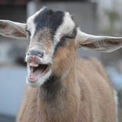 Photo de Alpacalanche Ranch
