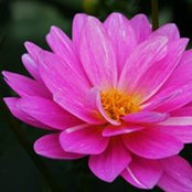 Colleen Witsken's photo