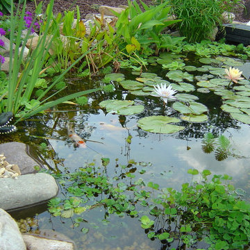 Ponds and Streams