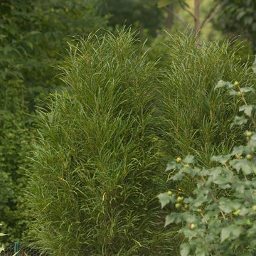 Fine Line Rhamnus