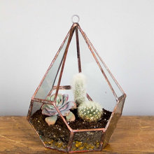 House Plants