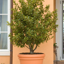 trees containers