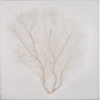Acrylic Box Cream Sea Fan - Oyster Linen