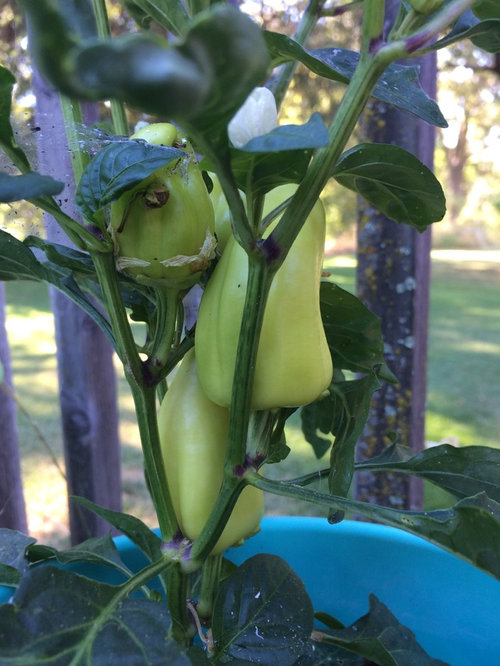 Planted in a pot on the ground, peppers are growing upsidedown.