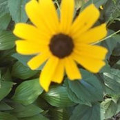 Ann Barrieau's photo