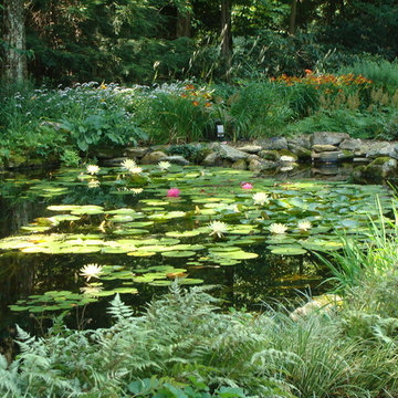 Water lilies in pond with surrounding gardens