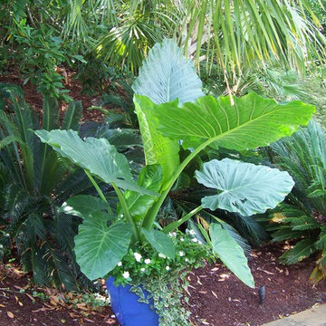 Tropical Backyard Oasis - waterfall and koi pond