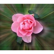 Diane Beauregard's photo