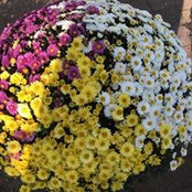 Foto von Viola Barthel