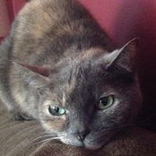Diane Lefkowitz's photo
