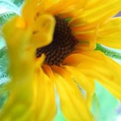 Kathy Young's photo