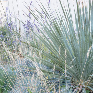 Jardin sec