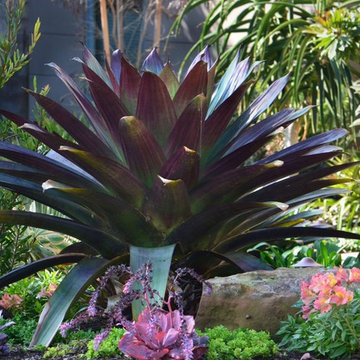 A terrestrial bromeliad is the showpiece here