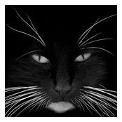 syncher's photo