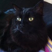 Sharon Osgood's photo