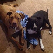 Sharon Dorsch's photo