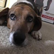 Boomer Beagles foto