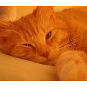 Shari Cornely's photo