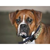 Foto de John Rambo Dogstop