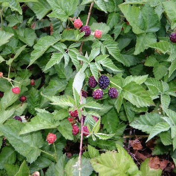 FOOTHILL VEGETABLE GARDEN