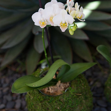 Modern Garden Design