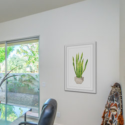Snake Plant - Products