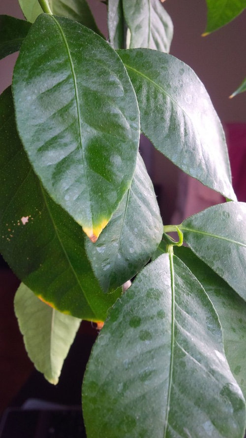 Why is my Lemon tree getting burnt leaf tips?