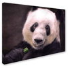Jai Johnson 'Giant Panda Bear' Canvas Art, 24 x 18