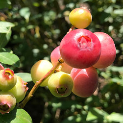 Current Featured Plants - Products
