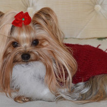 Yorkie in Christmas sweater - Viviyan Lee
