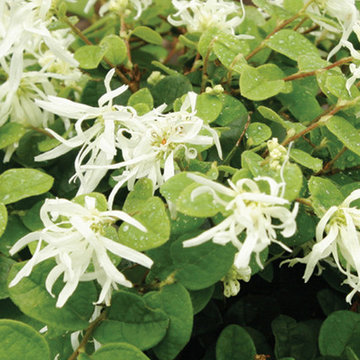 Emerald Snow® Loropetalum