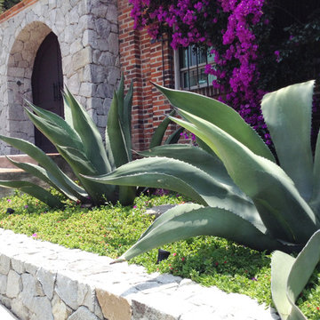 Jardín Zona Esmeralda 1
