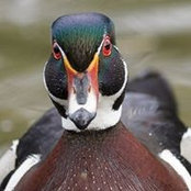 John Baiamonte's photo