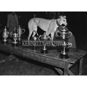 Howard Moshinsky's photo