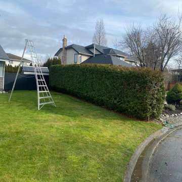 Surrey Hedge Trimming
