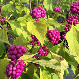 Current Featured Plants - Products