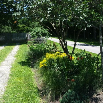sycamore native driveway