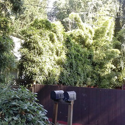 2014 Bamboo Harvest: 20 foot high bamboo - Area Rugs