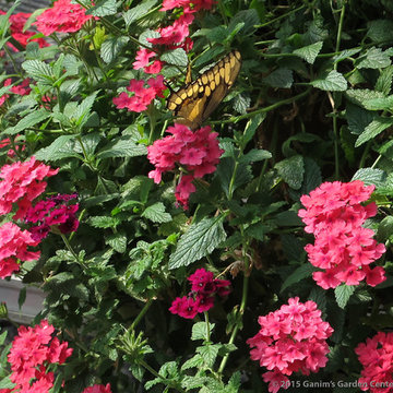 Annuals