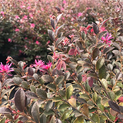 Current Featured Plants - Products