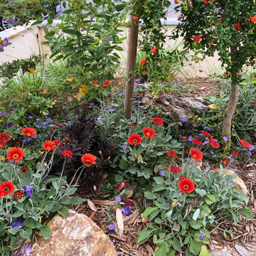 Joyous Wildlife Habitat in Santa Monica