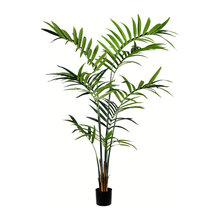 Indoor Plant