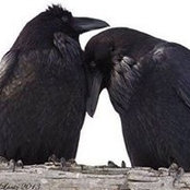 Terese Crescenti's photo