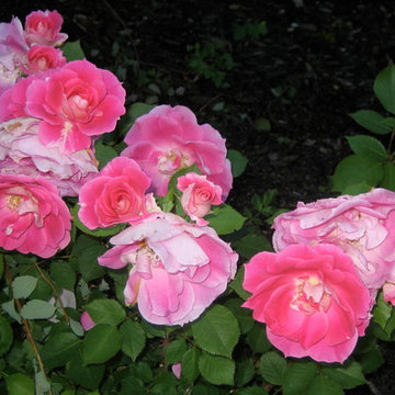 Everyone loves roses - especially when the're easy-care