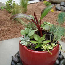 plants