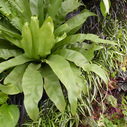 Mur v&eacute;g&eacute;tal &eacute;v&eacute;nementiel VERTICAL FLORE - Plants