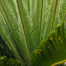 SAL's photo