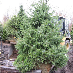 Trees and Shrubs - Products