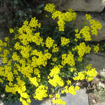 Schöne Garten